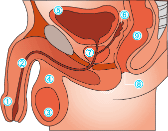 schéma prostate homme cancer de prostata simptome